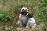 BOULEDOGUE FRANCAIS 1299